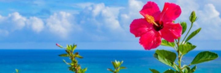 rumineesan08254's profile banner image