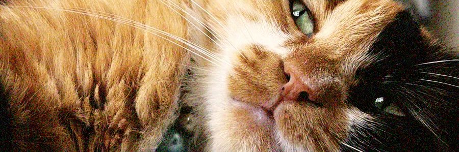 jonatasmachaddo's profile banner image