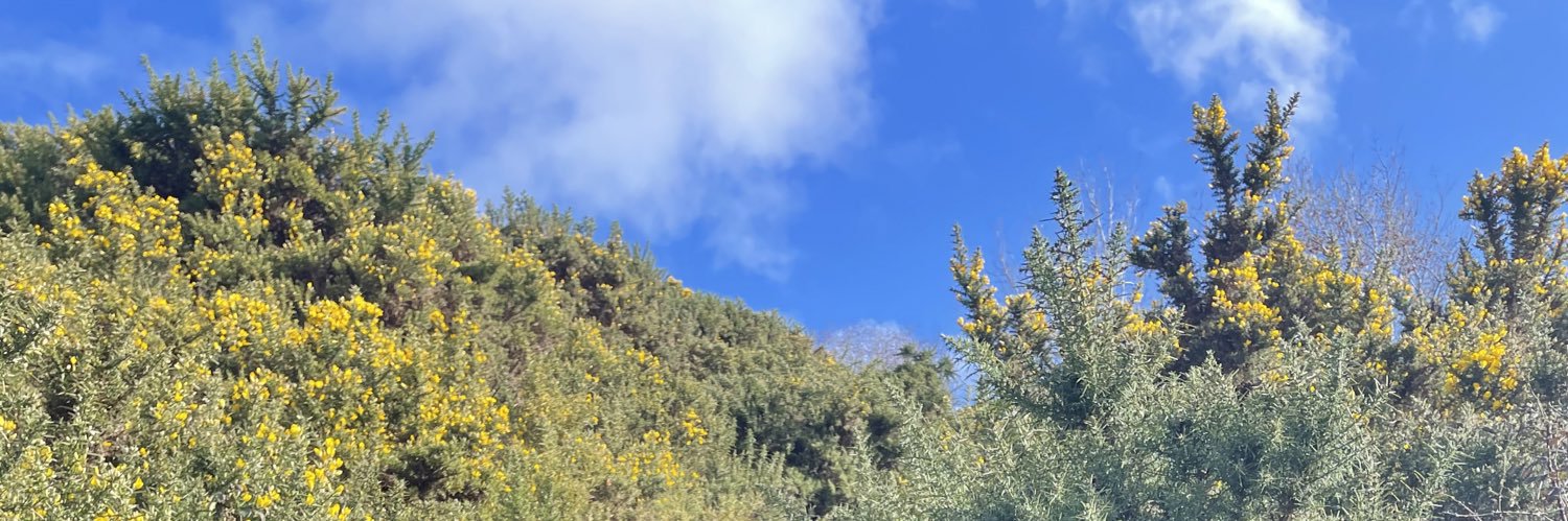 ella_litton's profile banner image