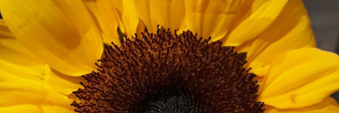 EllenMontsil's profile banner image