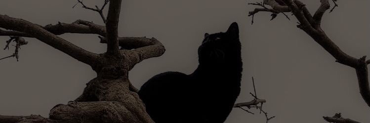 Cherry_Absinthe's profile banner image