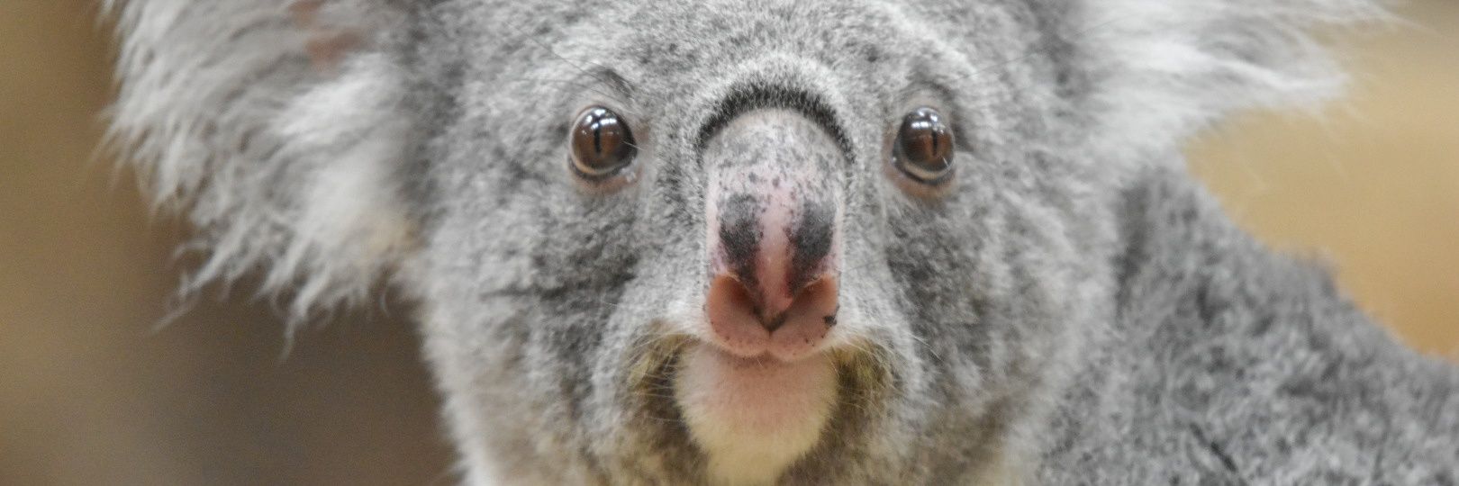 🐨シェリー🥞☕ banner