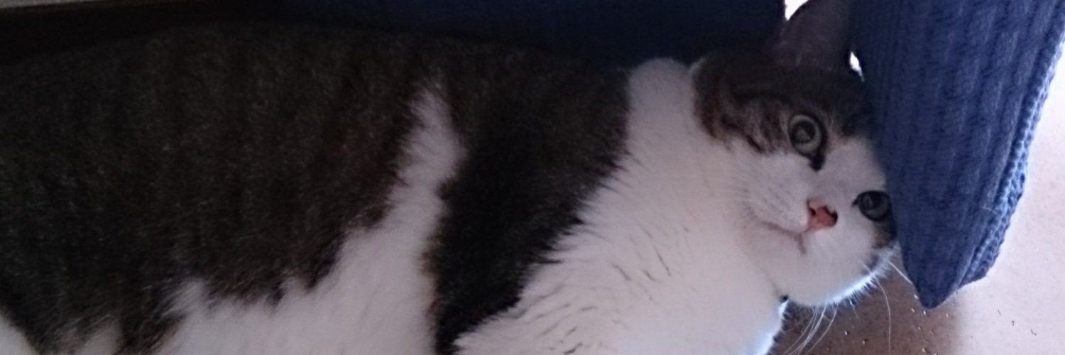 こあく banner