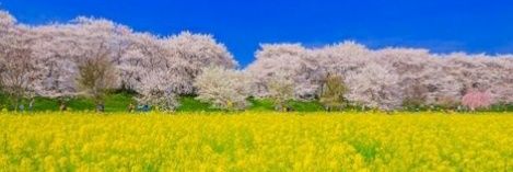 o_j_love's profile banner image