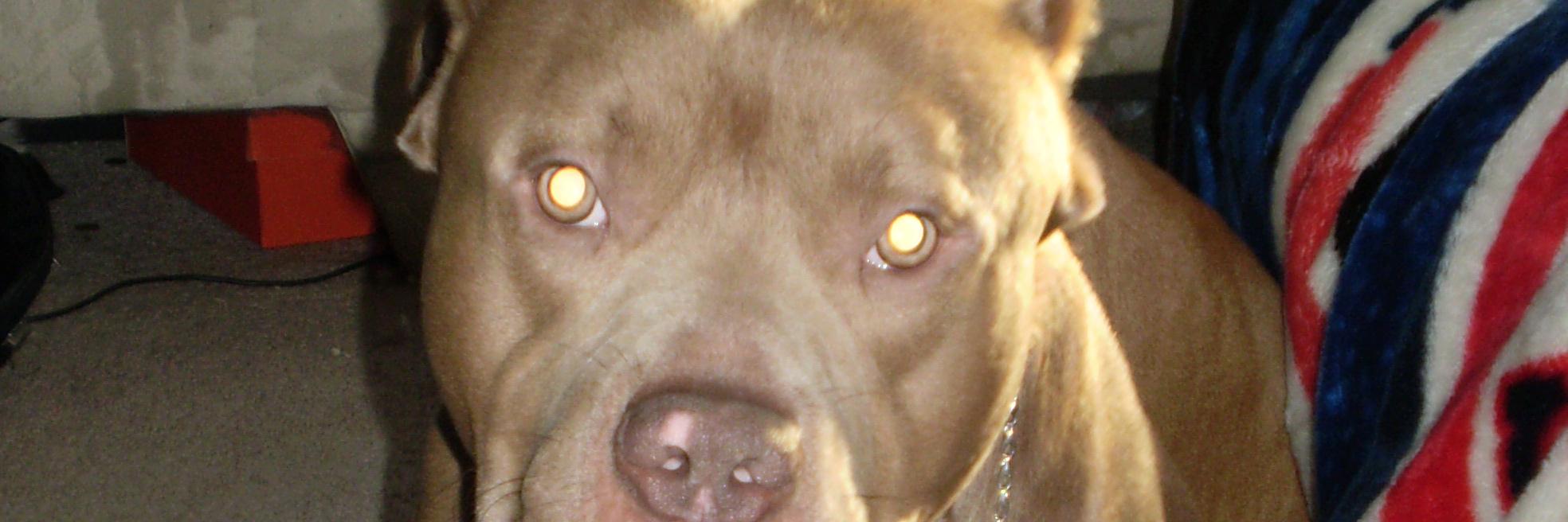 TerrierGaming's profile banner image