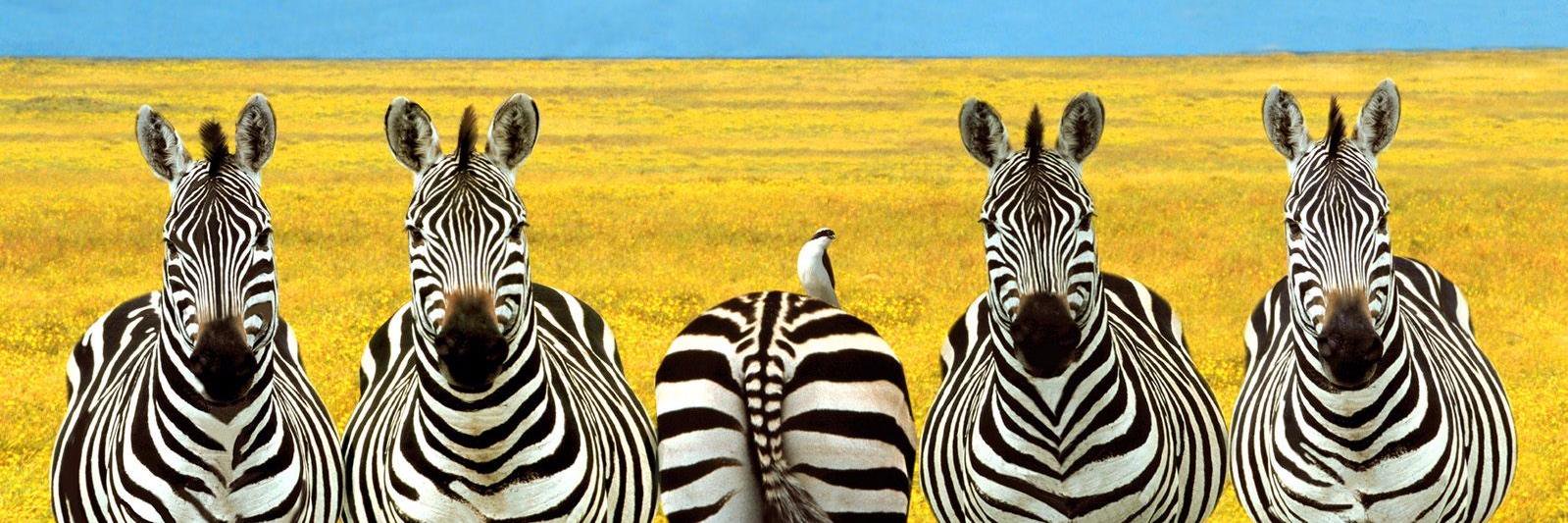 zebra_gold's profile banner image