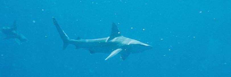 Sonya Abu-Sharar banner