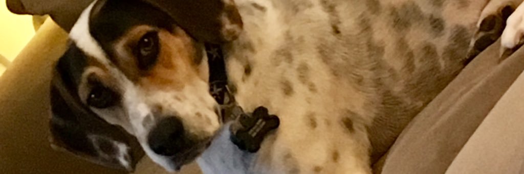 shelliejohnson's profile banner image