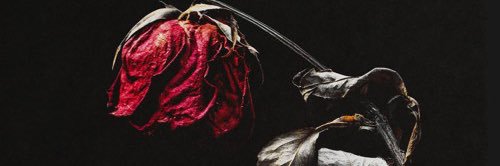 philthyroses's profile banner image