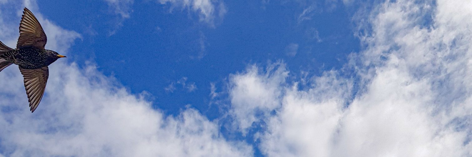 ffranchotaa's profile banner image