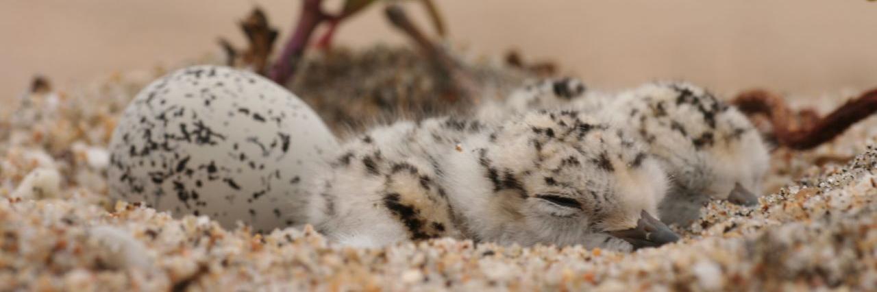 AudubonCA's profile banner image