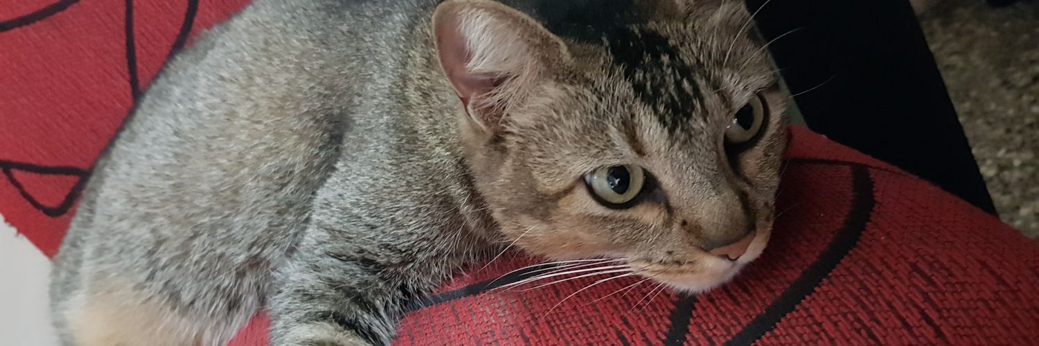 AlejandraTimpa2's profile banner image