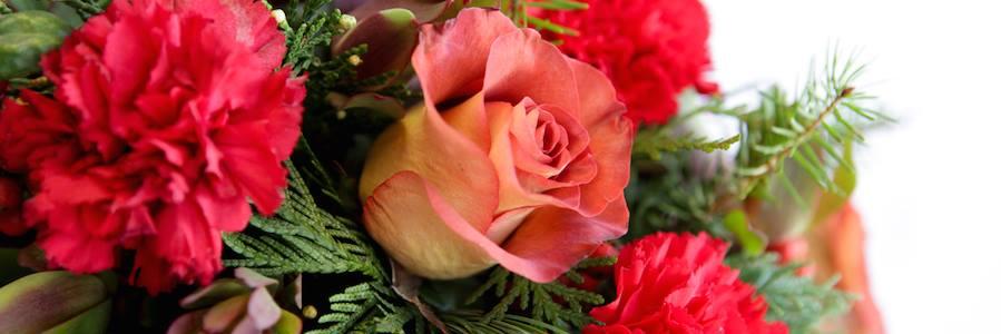Floristicplanet's profile banner image