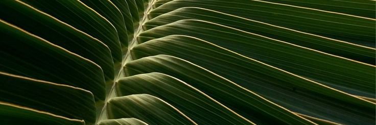 ؘ banner