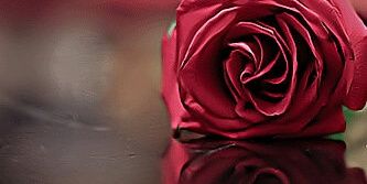 قبصه ~☠ banner