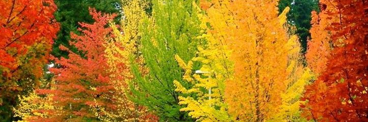 ttmuchtrbl's profile banner image
