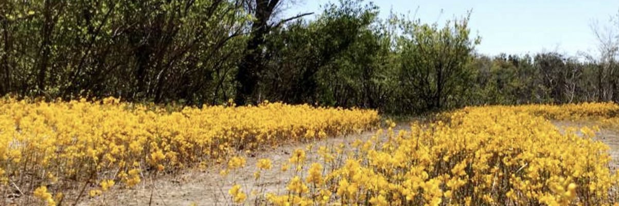 nesfeder322's profile banner image
