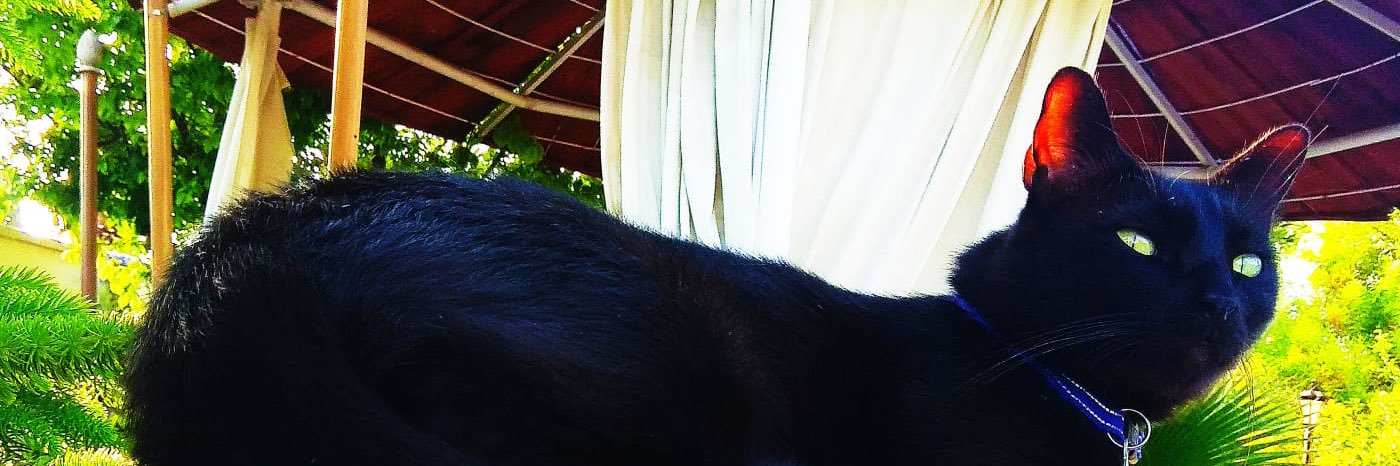 Gadriye's profile banner image