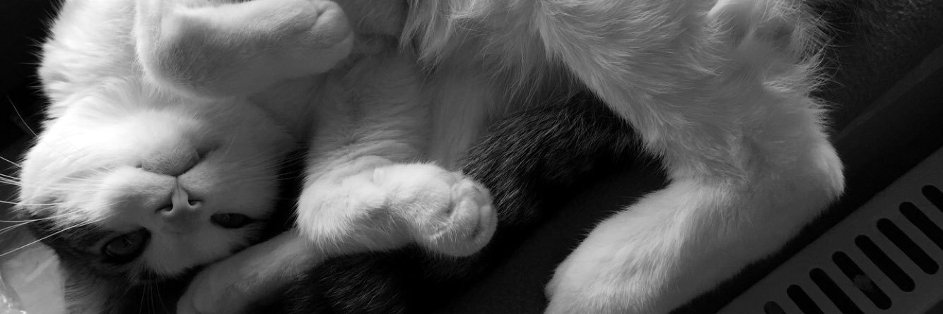 laurraqu_'s profile banner image