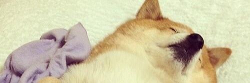 fluffymomi's profile banner image
