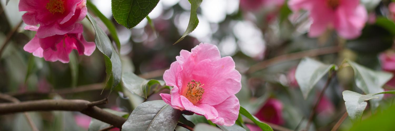 UBC Botanical Garden banner