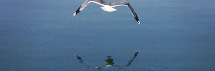 Mª Eugenia Pons de Gironella banner