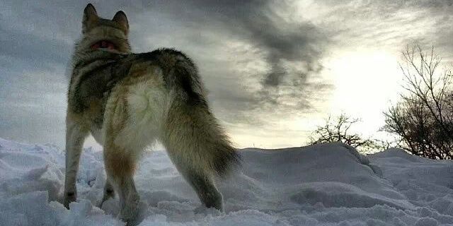Layla_the_Husky's profile banner image