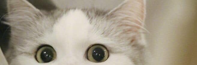 KcMeji's profile banner image
