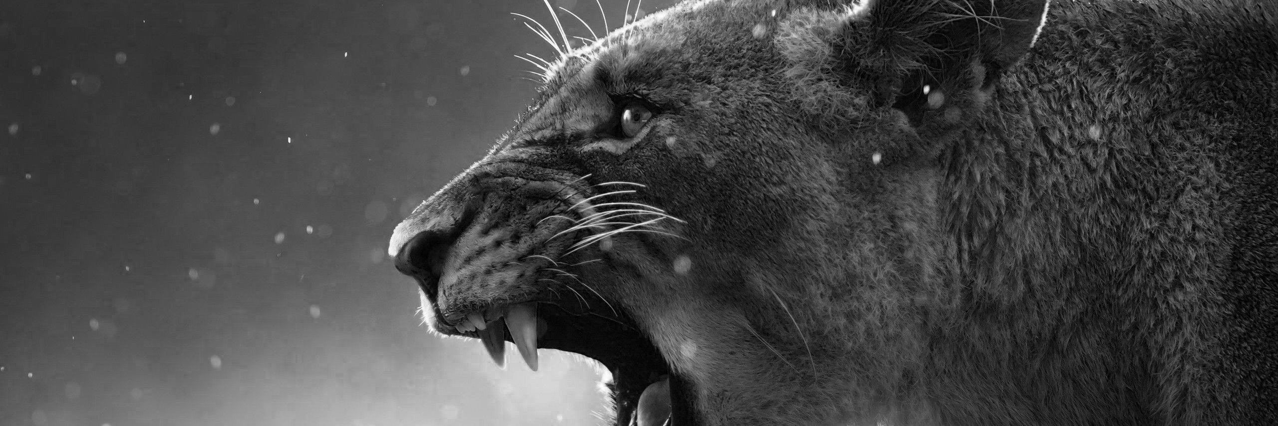 alionsnightmxre's profile banner image