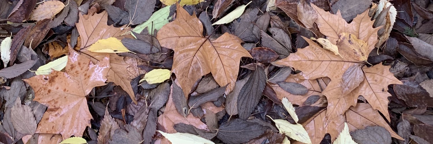 GracielaFerrer banner