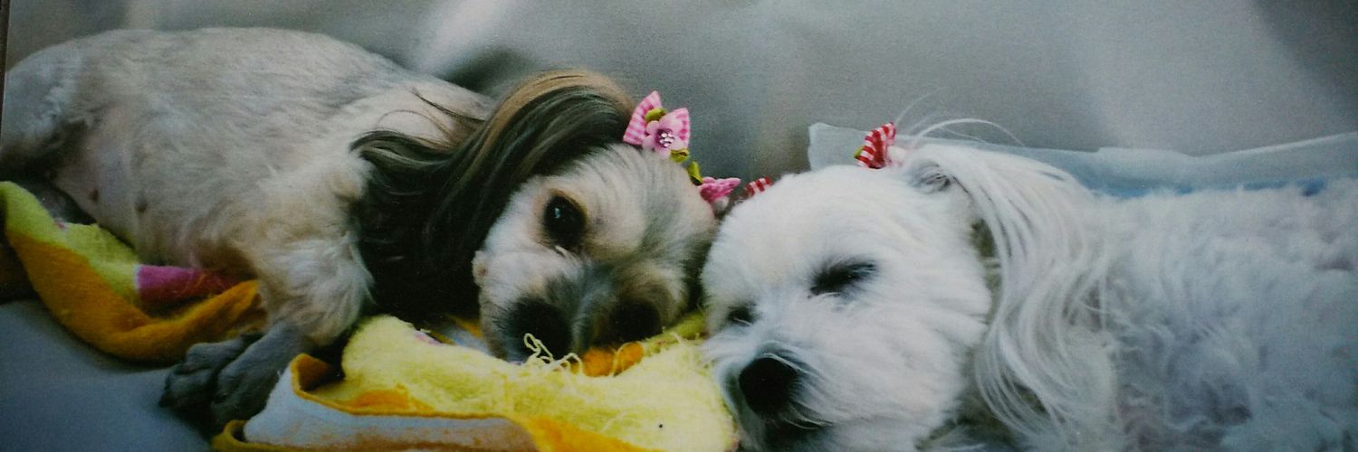 moonlight_yo's profile banner image