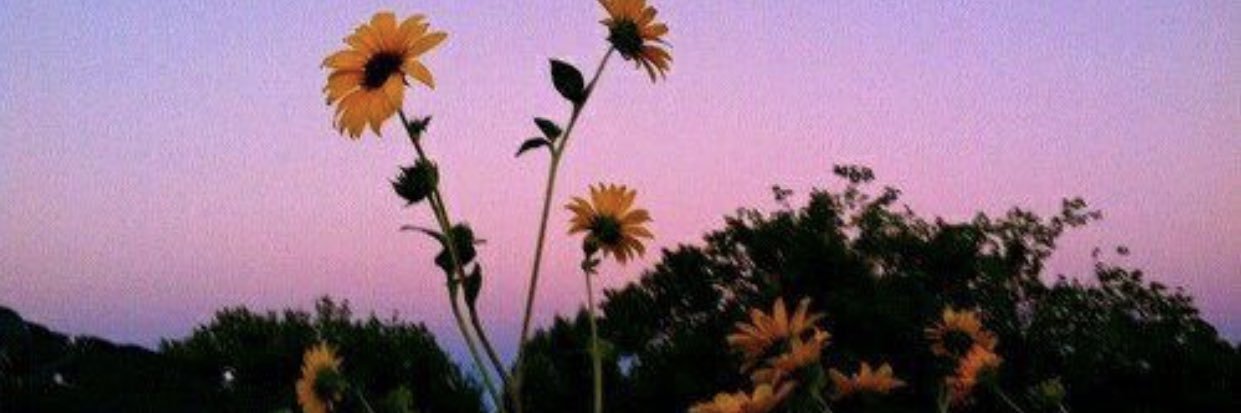 bundleoftaj's profile banner image