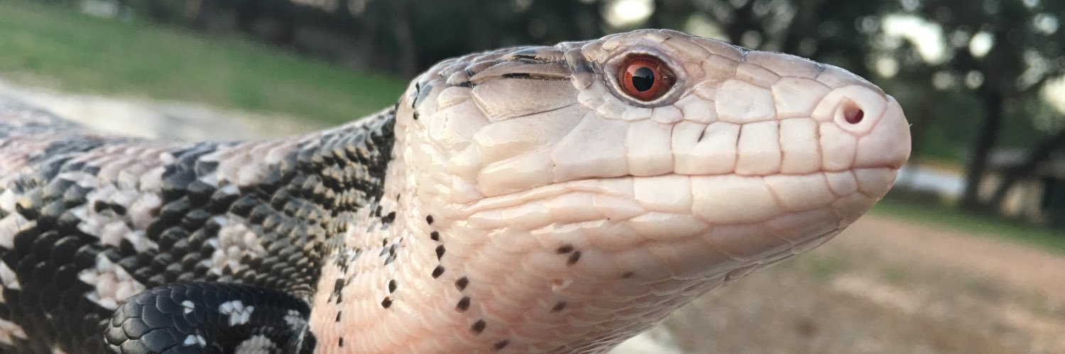 WaffleLizards's profile banner image