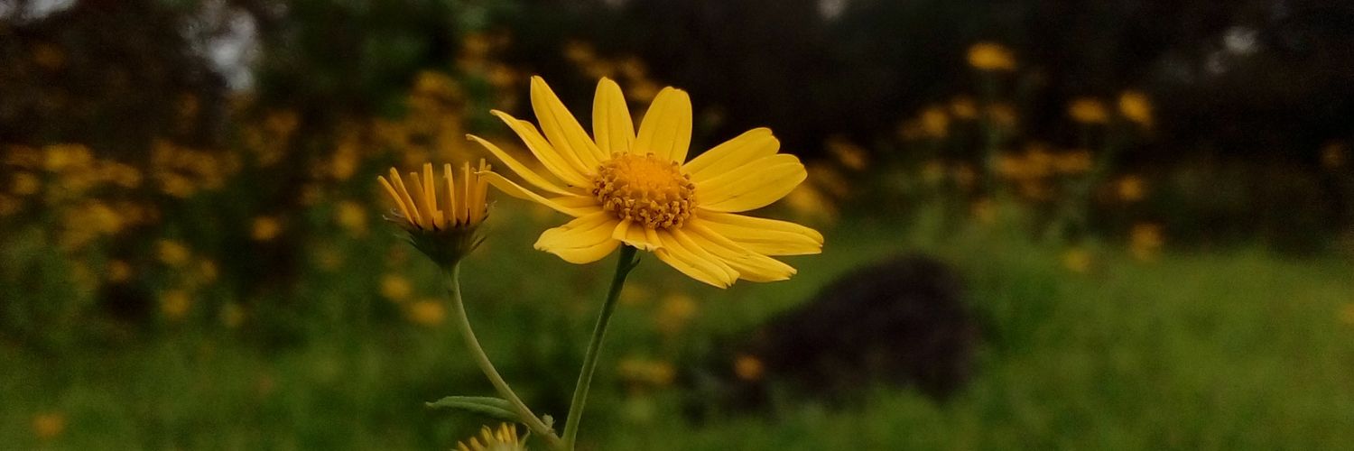 Nsumit4u's profile banner image