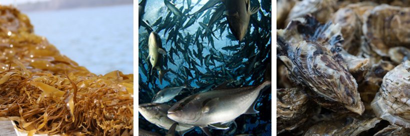 Seafood for the Future banner
