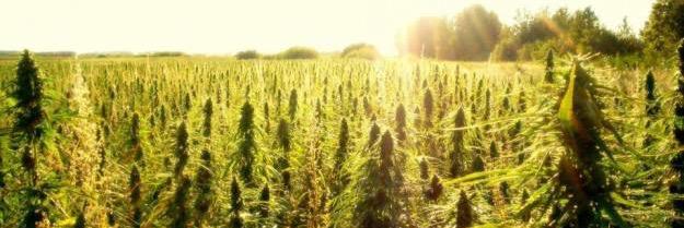 HempCruz's profile banner image