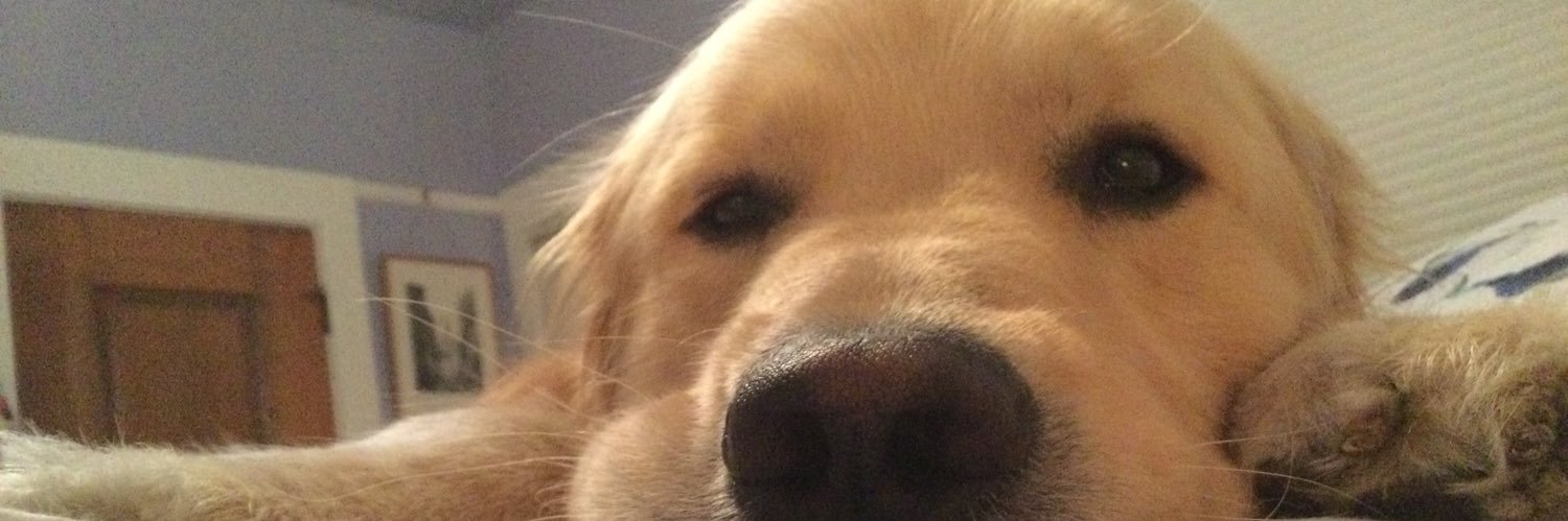 Tucci Poochie banner