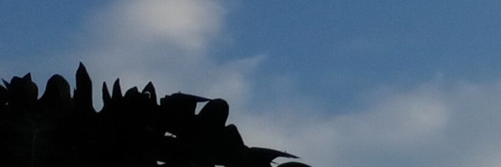 Pranali Khandekar banner