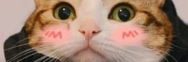 每日大作战🐾 banner
