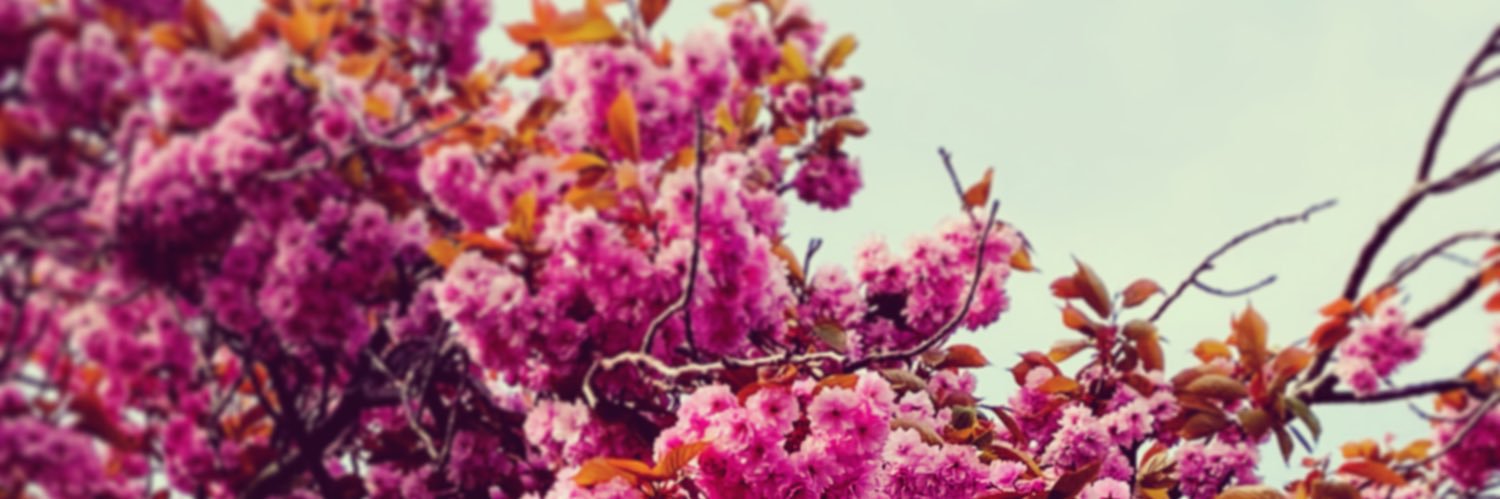 JeniLyn1's profile banner image
