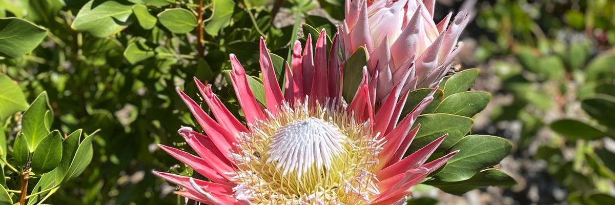 Culturecaring's profile banner image