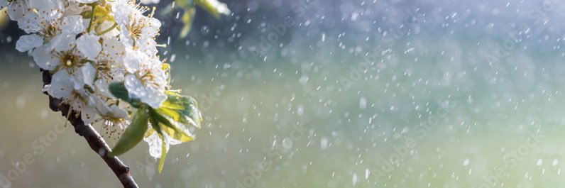 everyspringrain banner