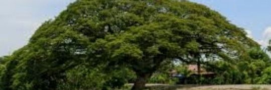 catacata banner