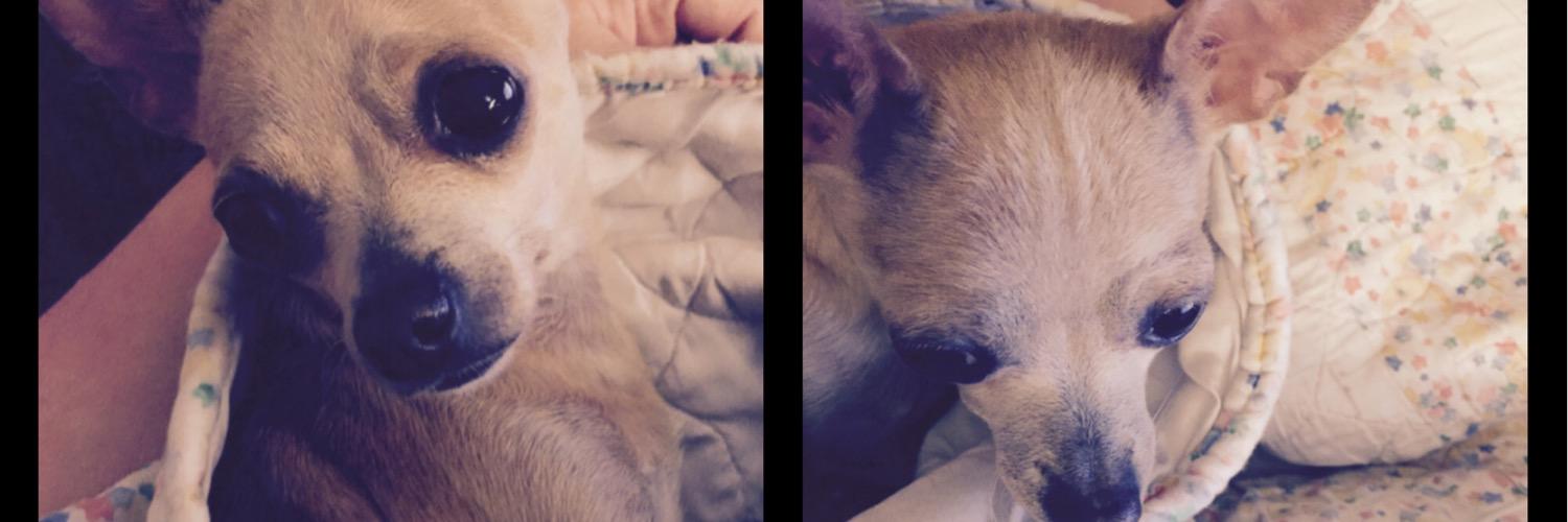 RookieTheChiPup's profile banner image