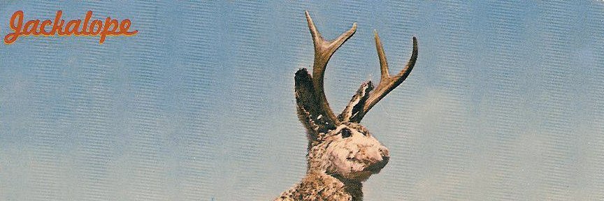 bunnyalope's profile banner image