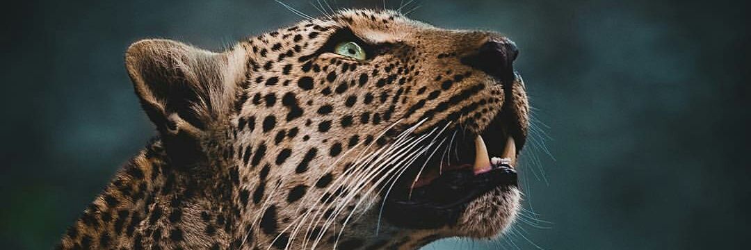 pataconesteban's profile banner image