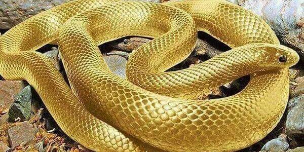 toshi_python893's profile banner image
