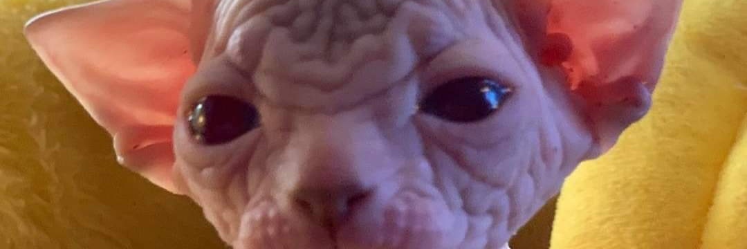 joyvitta's profile banner image