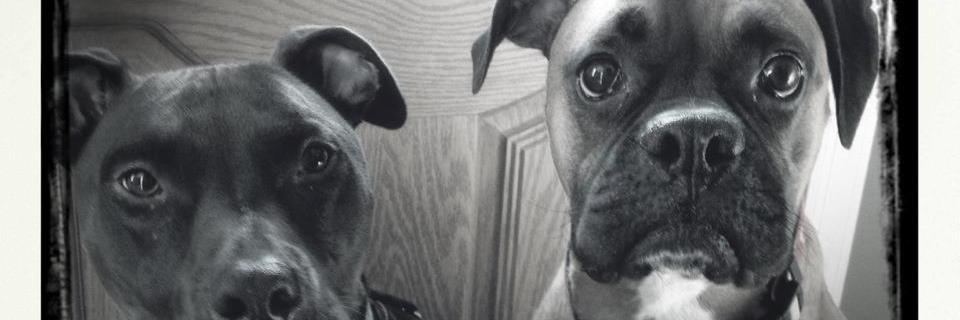 BoxersAndPits's profile banner image