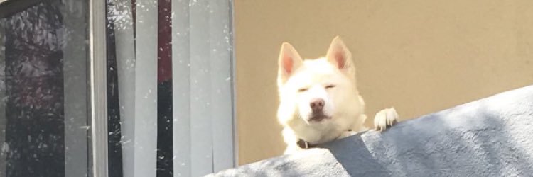 joannepena_'s profile banner image